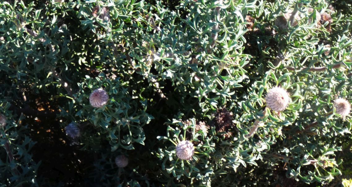 Dall''Australia (WA): Isopogon dubius (Proteaceae)
