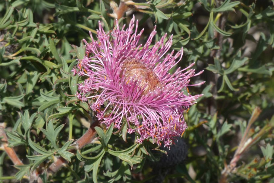 Dall''Australia (WA): Isopogon dubius (Proteaceae)