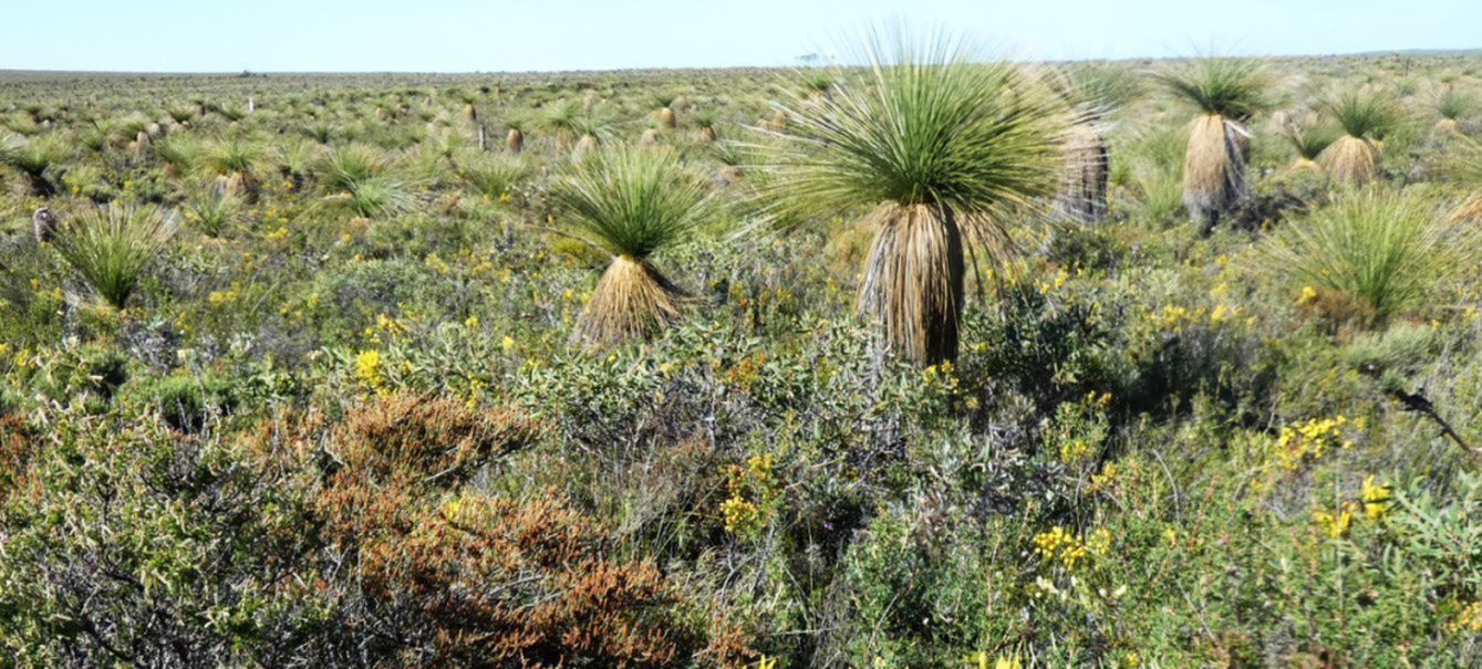 Dall''Australia (WA): Xanthorrhoea preissii (Asphodelaceae)