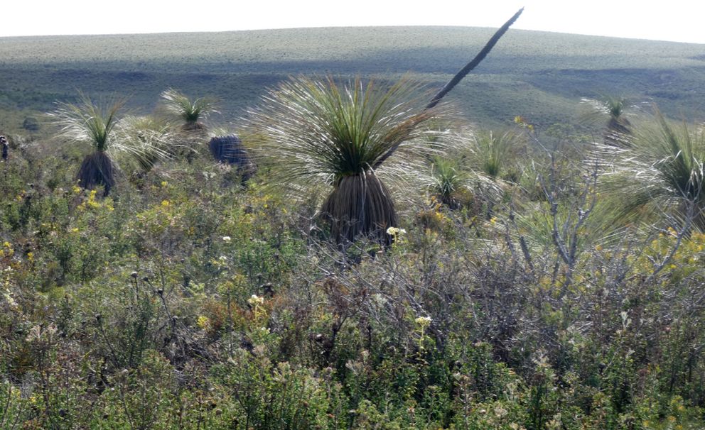 Dall''Australia (WA): Xanthorrhoea preissii (Asphodelaceae)