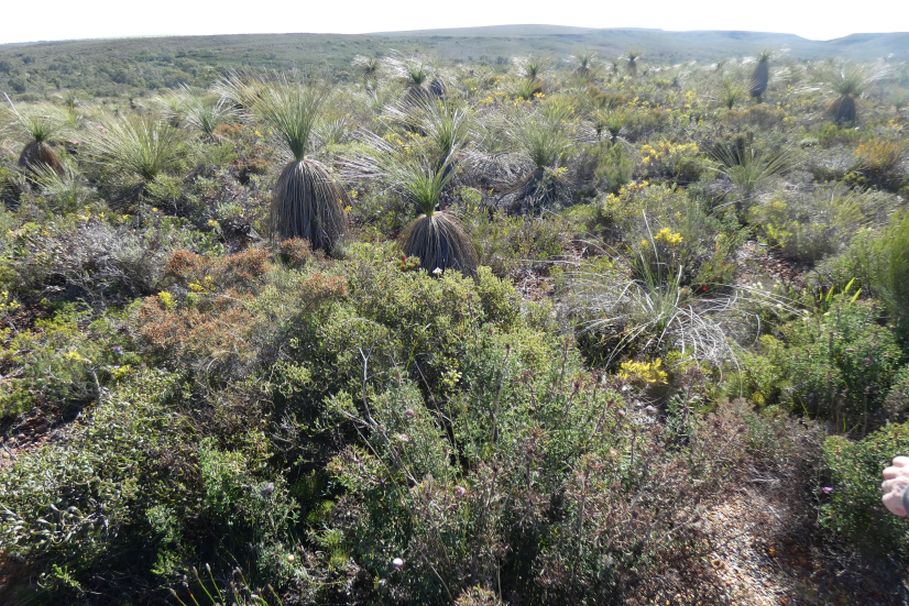 Dall''Australia (WA): Xanthorrhoea preissii (Asphodelaceae)