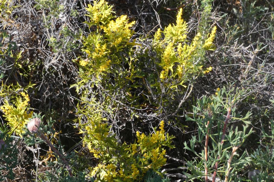 Dall''Australia(WA):Synaphea spinulosa spinulosa(Proteaceae)