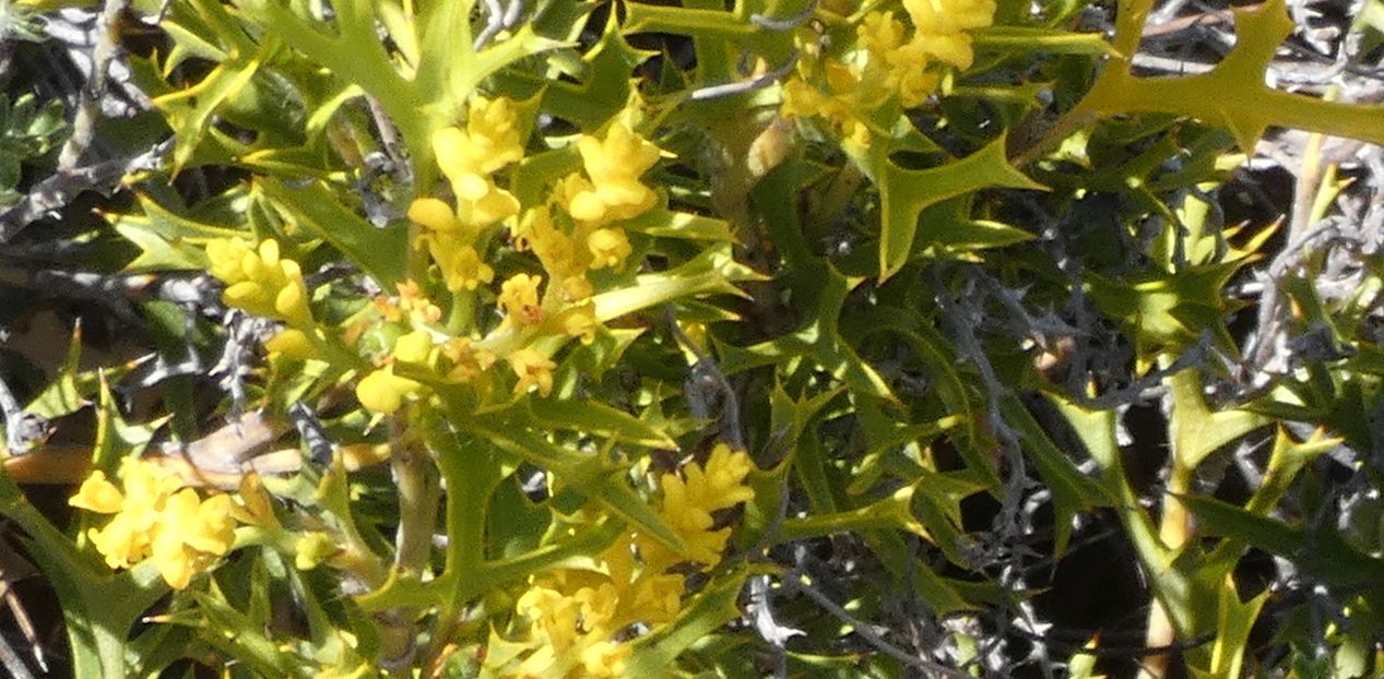 Dall''Australia(WA):Synaphea spinulosa spinulosa(Proteaceae)