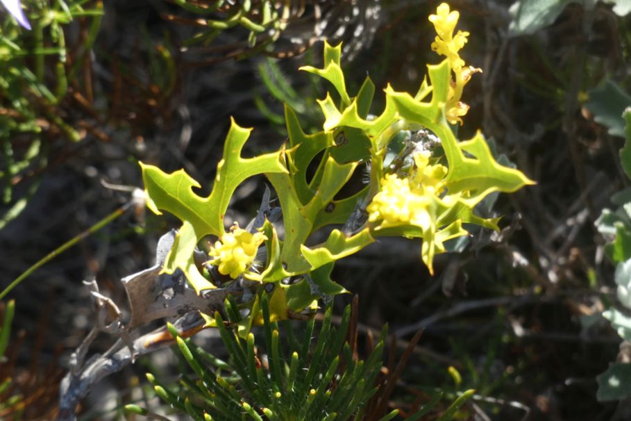 Dall''Australia(WA):Synaphea spinulosa spinulosa(Proteaceae)