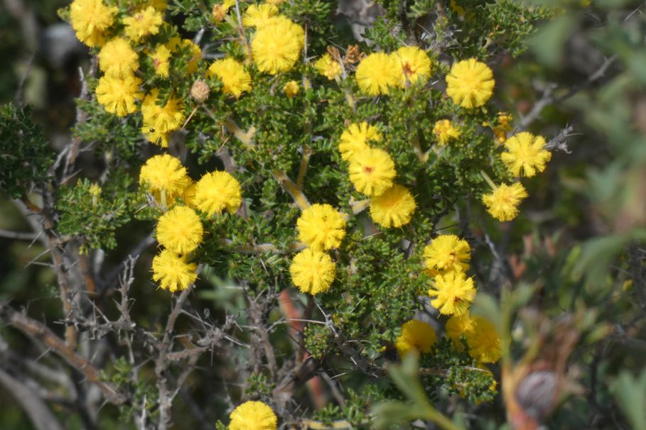 Dall''Australia (WA): Acacia lasiocarpa (Fabaceae)