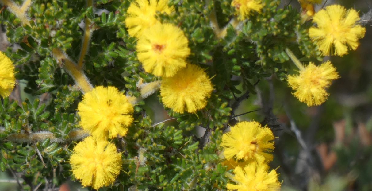 Dall''Australia (WA): Acacia lasiocarpa (Fabaceae)