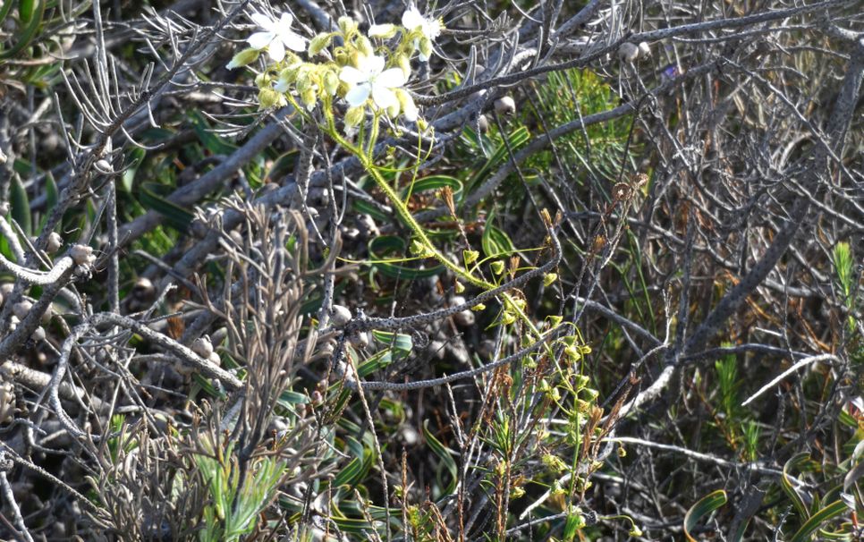 Dall''Australia (WA): Drosera macrantha (Droseraceae)