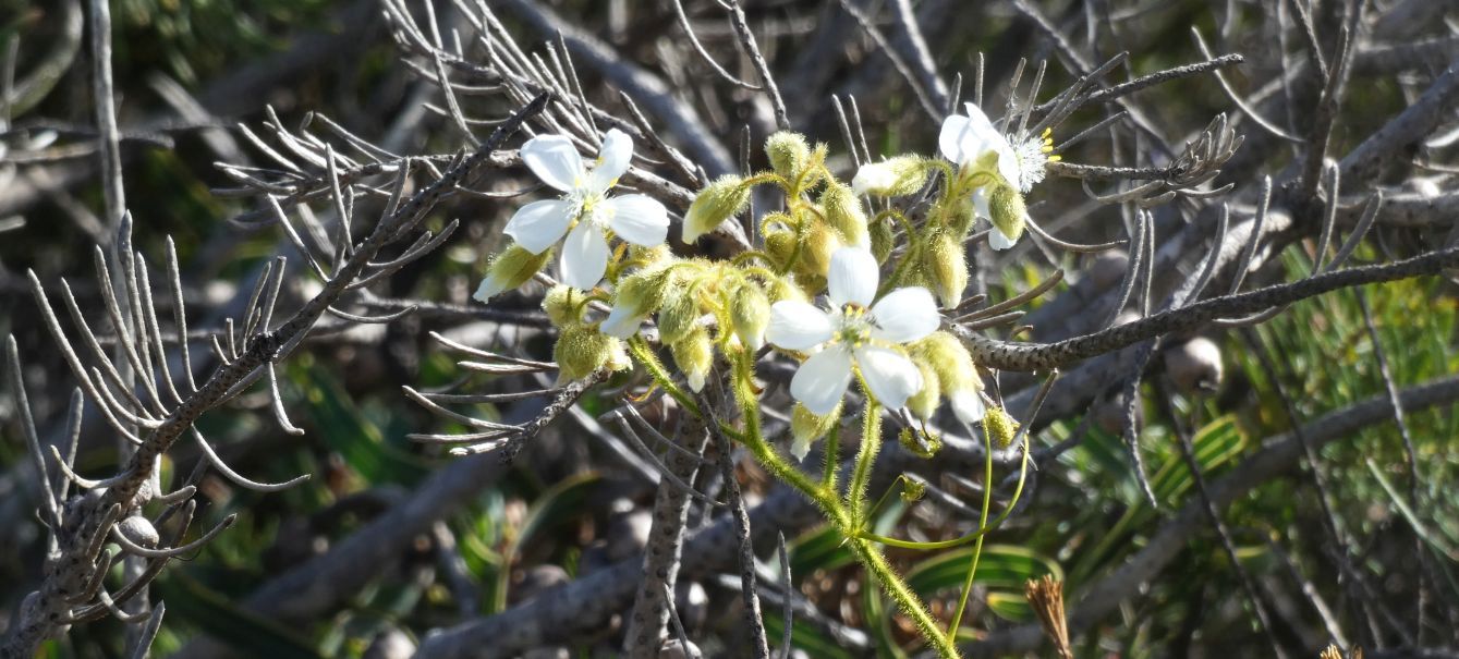 Dall''Australia (WA): Drosera macrantha (Droseraceae)