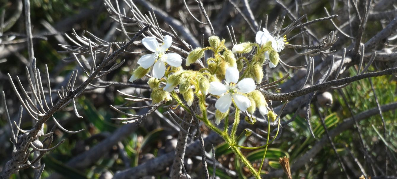 Dall''Australia (WA): Drosera macrantha (Droseraceae)