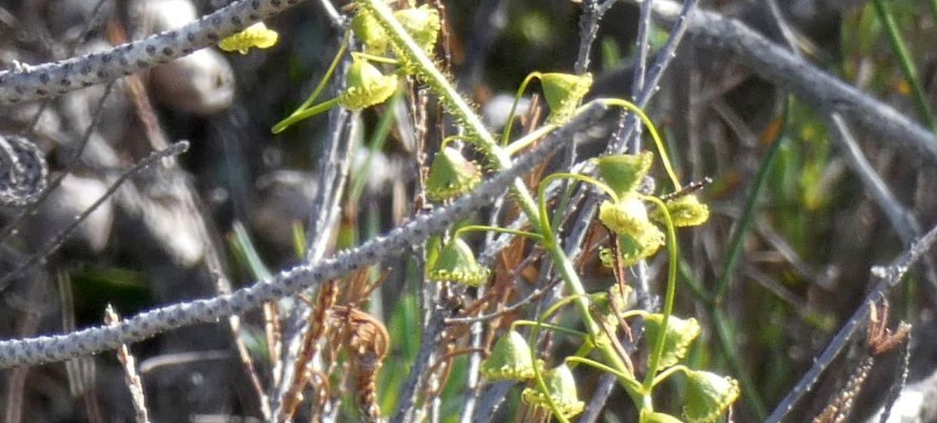 Dall''Australia (WA): Drosera macrantha (Droseraceae)