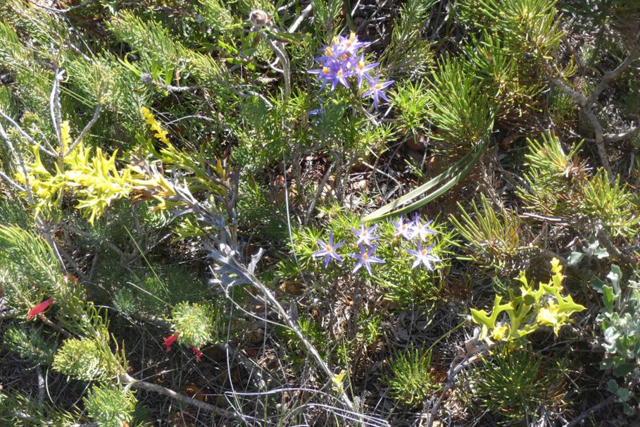 Dall''Australia (WA):Calectasia cfr narragara(Dasypogonaceae)