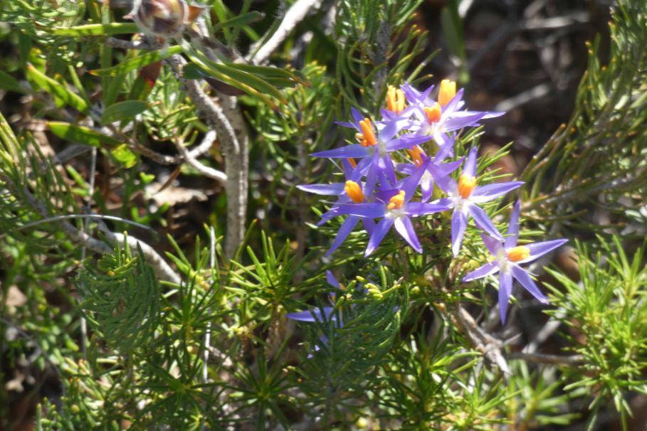 Dall''Australia (WA):Calectasia cfr narragara(Dasypogonaceae)