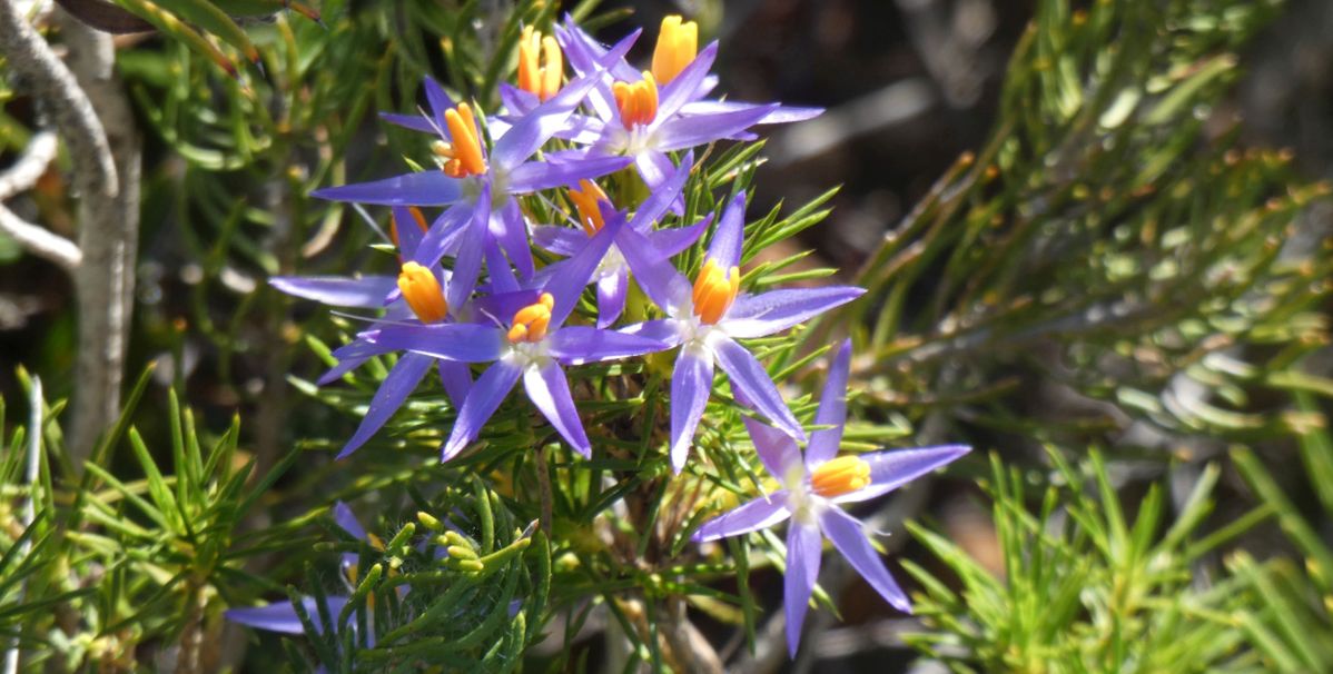 Dall''Australia (WA):Calectasia cfr narragara(Dasypogonaceae)