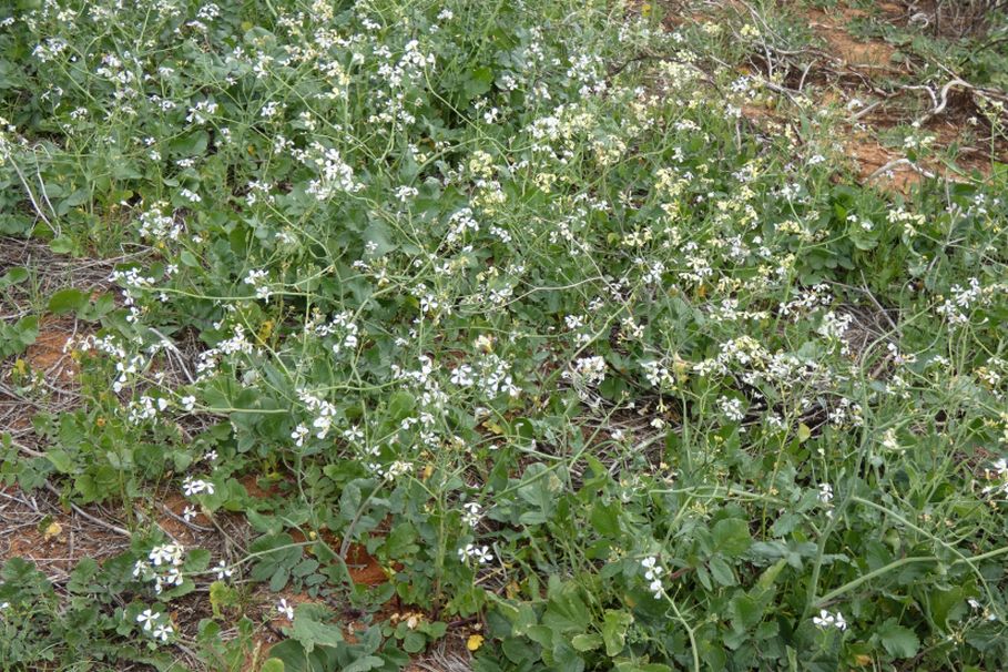 Dall''Australia (WA): Raphanus raphanistrum (Brassicaceae)