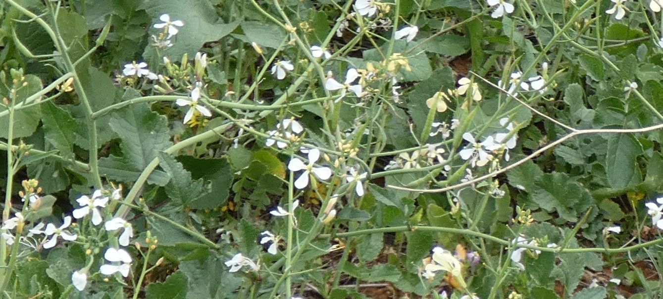 Dall''Australia (WA): Raphanus raphanistrum (Brassicaceae)