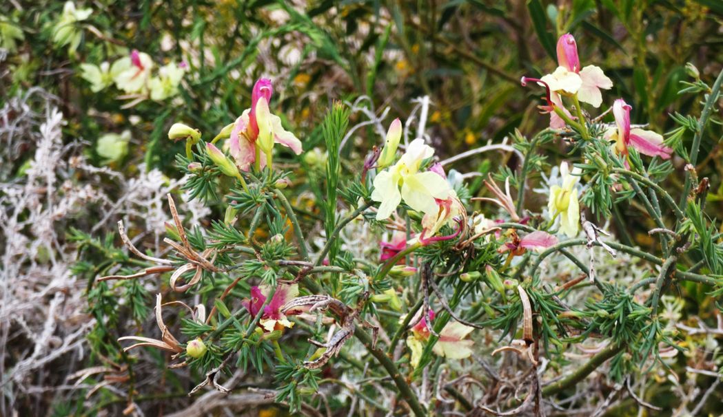 Dall''Australia (WA): Lechenaultia linarioides (Goodeniaceae)