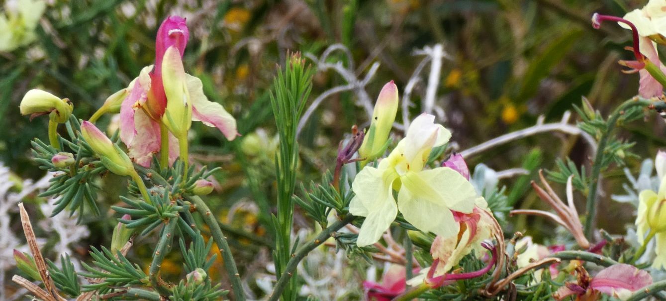 Dall''Australia (WA): Lechenaultia linarioides (Goodeniaceae)