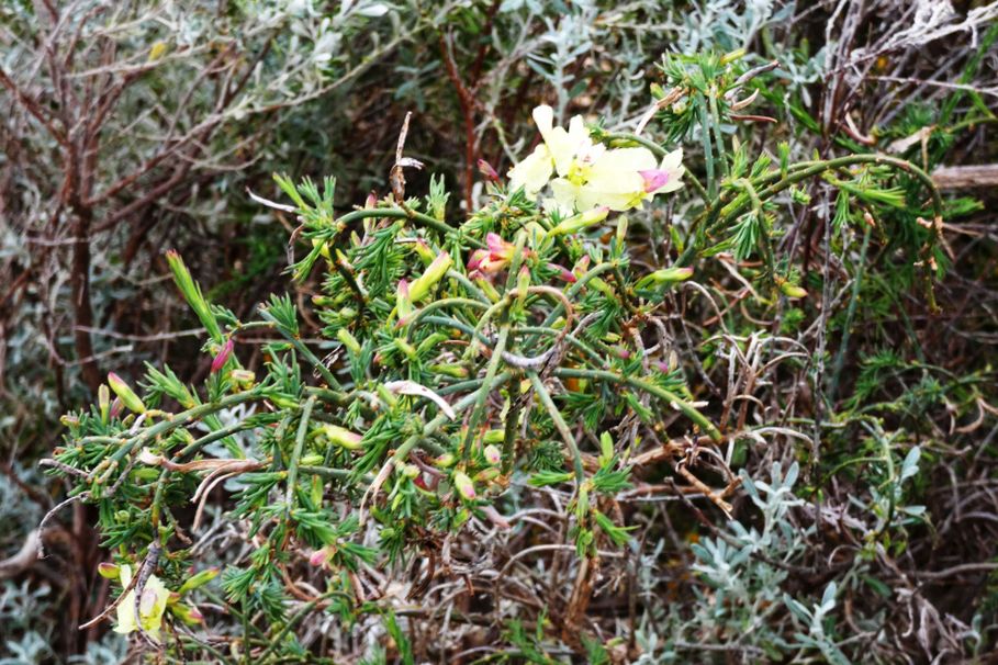 Dall''Australia (WA): Lechenaultia linarioides (Goodeniaceae)