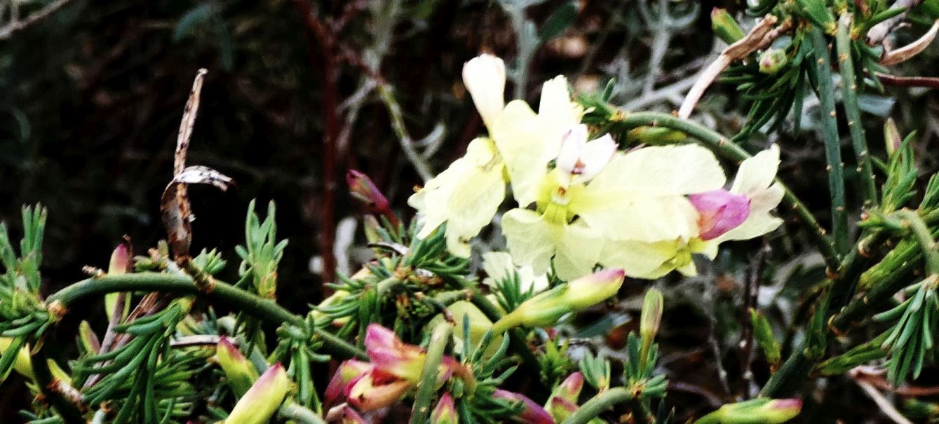 Dall''Australia (WA): Lechenaultia linarioides (Goodeniaceae)