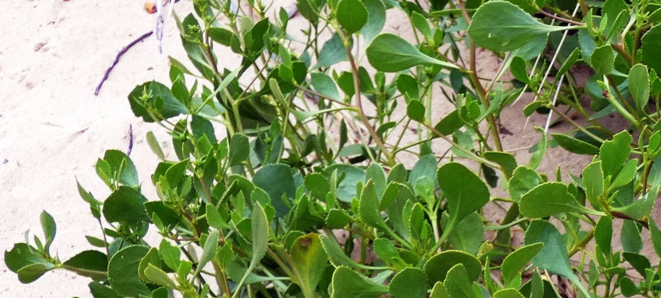Dall''Australia (WA):  Scaevola crassifolia  (Goodeniaceae)