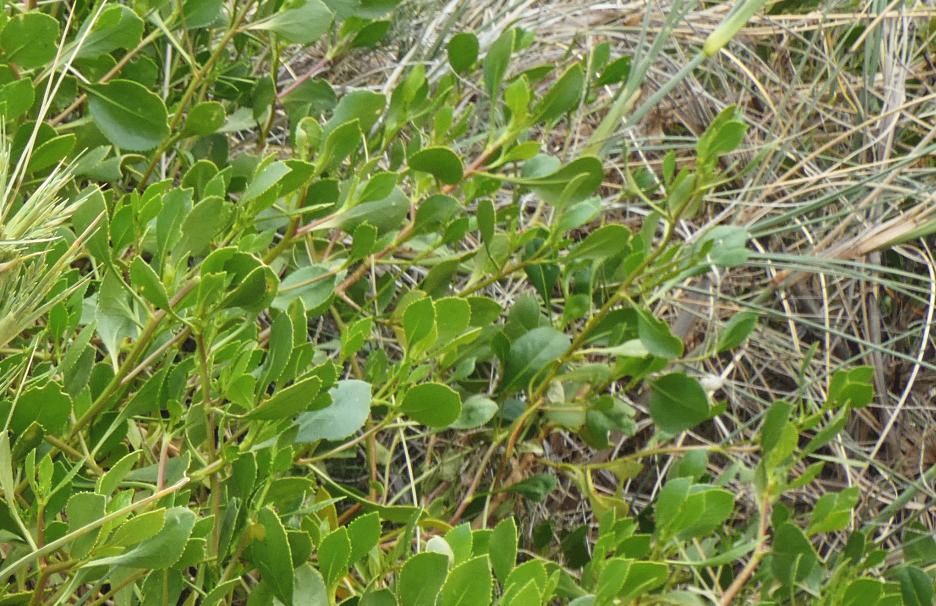 Dall''Australia (WA):  Scaevola crassifolia  (Goodeniaceae)