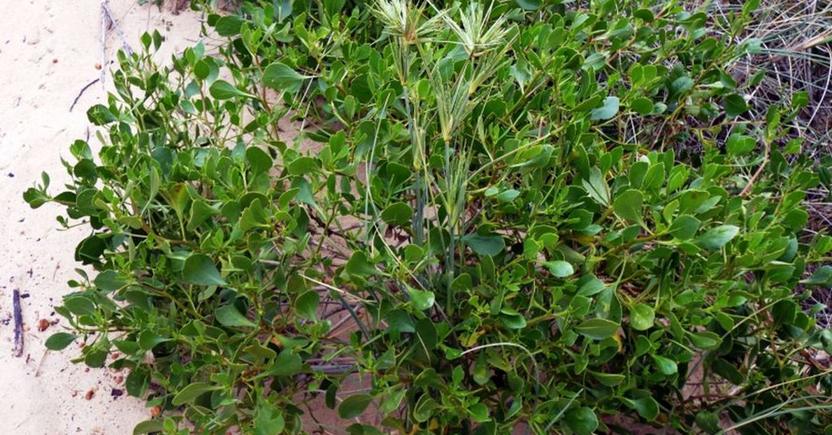 Dall''Australia (WA):  Scaevola crassifolia  (Goodeniaceae)