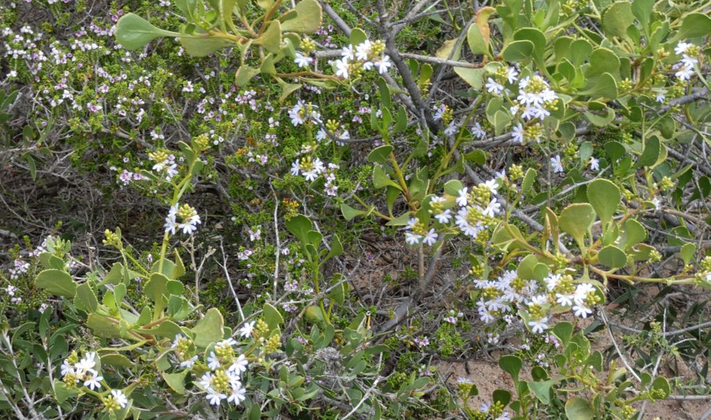 Dall''Australia (WA): Scaevola crassifolia  (Goodeniaceae)