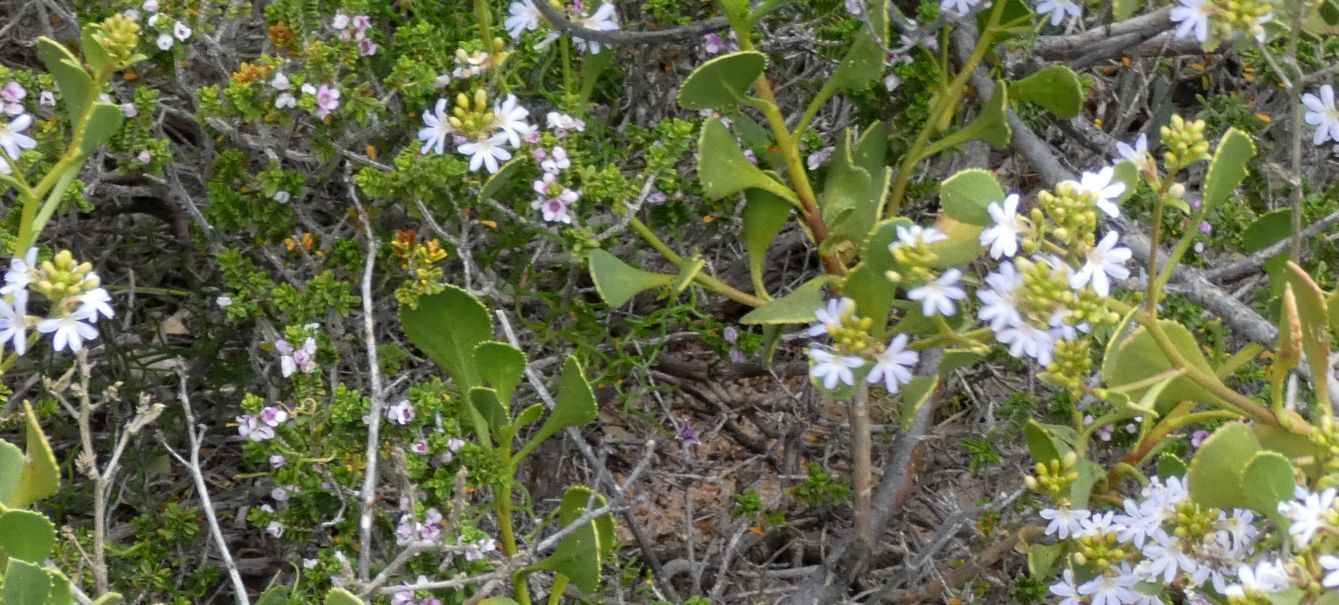 Dall''Australia (WA): Scaevola crassifolia  (Goodeniaceae)