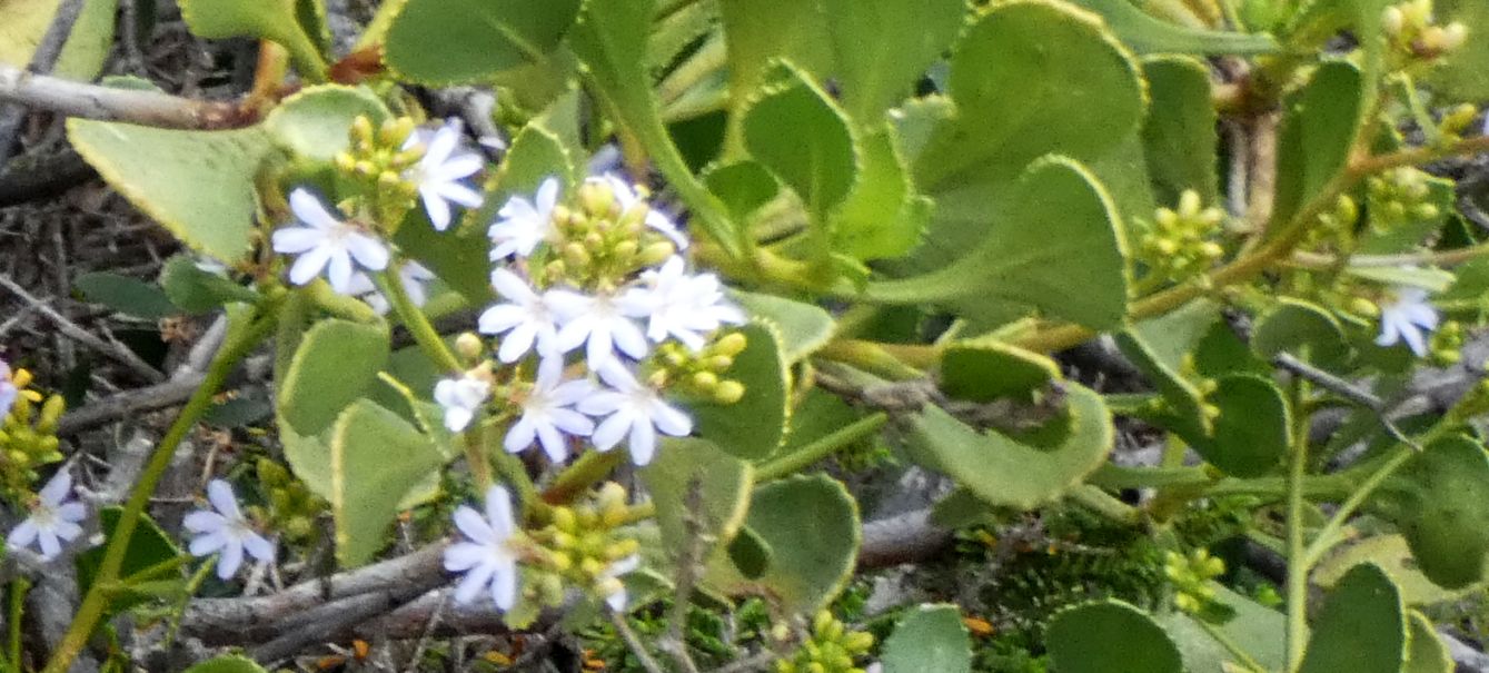 Dall''Australia (WA): Scaevola crassifolia  (Goodeniaceae)