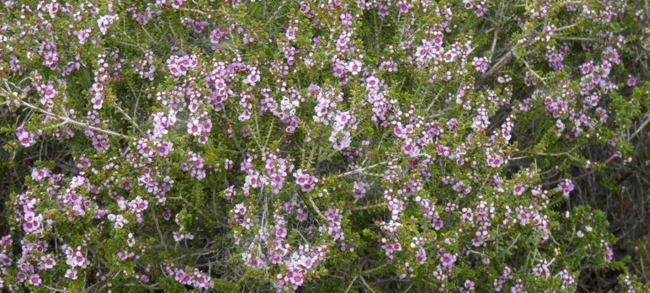Dall''Australia (WA): Myrtaceae: Leptospermum sp. ? No, Thryptomene sp.