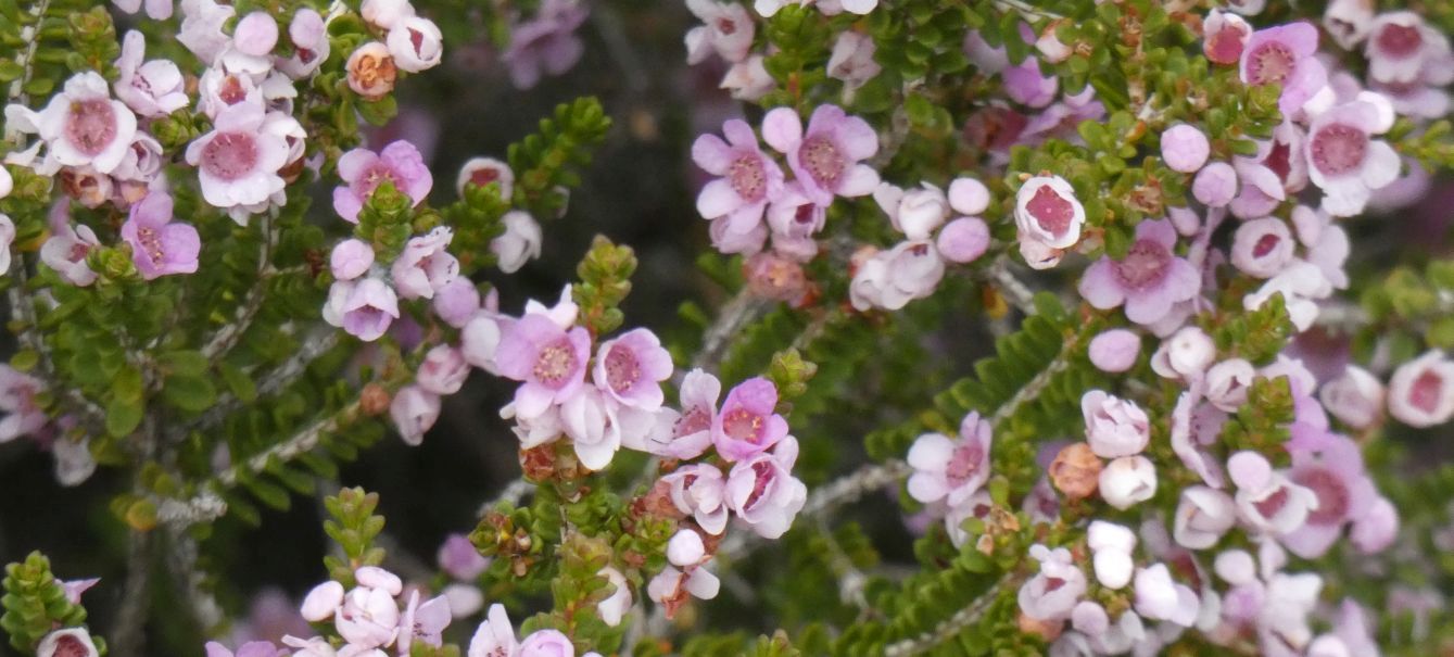 Dall''Australia (WA): Myrtaceae: Leptospermum sp. ? No, Thryptomene sp.