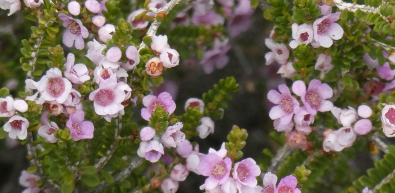 Dall''Australia (WA): Myrtaceae: Leptospermum sp. ? No, Thryptomene sp.