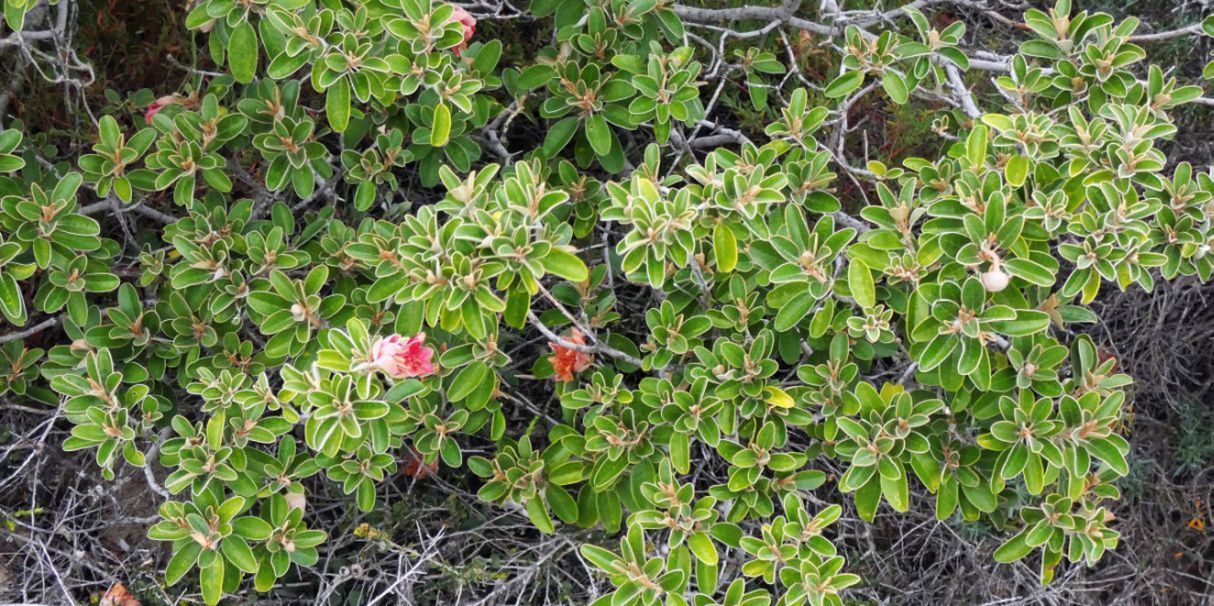 Dall''Australia (WA): Diplolaena grandiflora (Rutaceae)