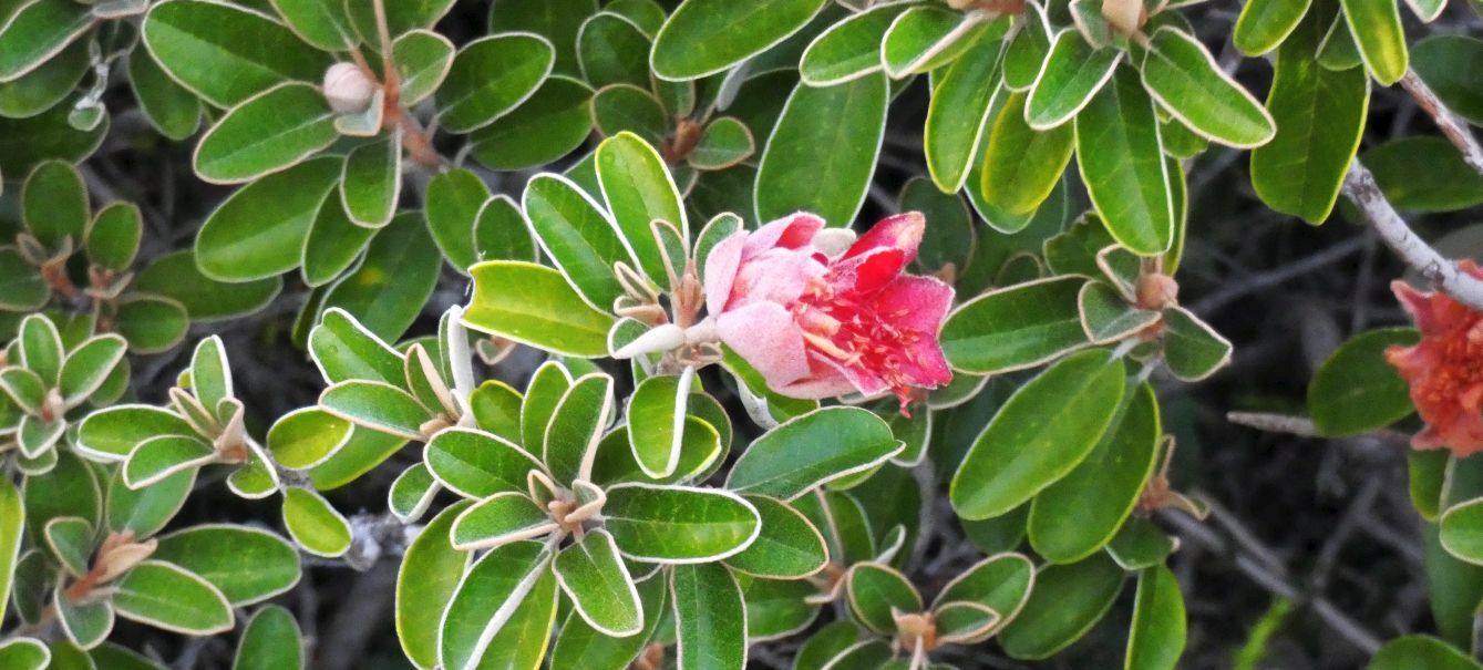 Dall''Australia (WA): Diplolaena grandiflora (Rutaceae)