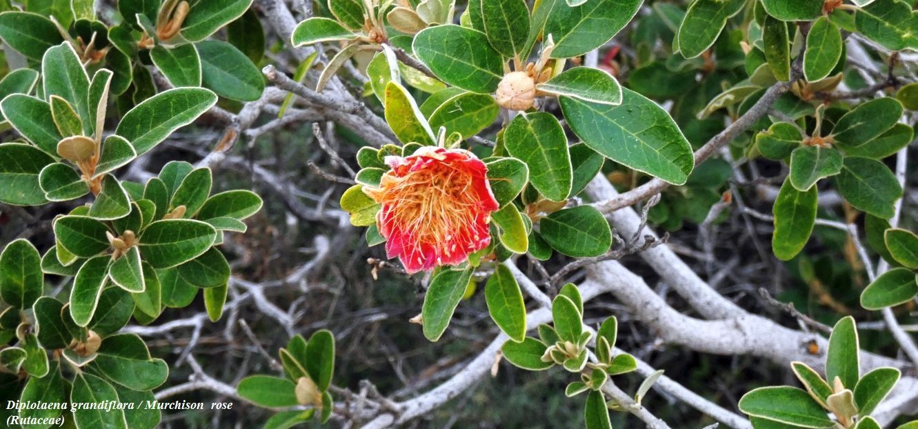 Dall''Australia (WA): Diplolaena grandiflora (Rutaceae)