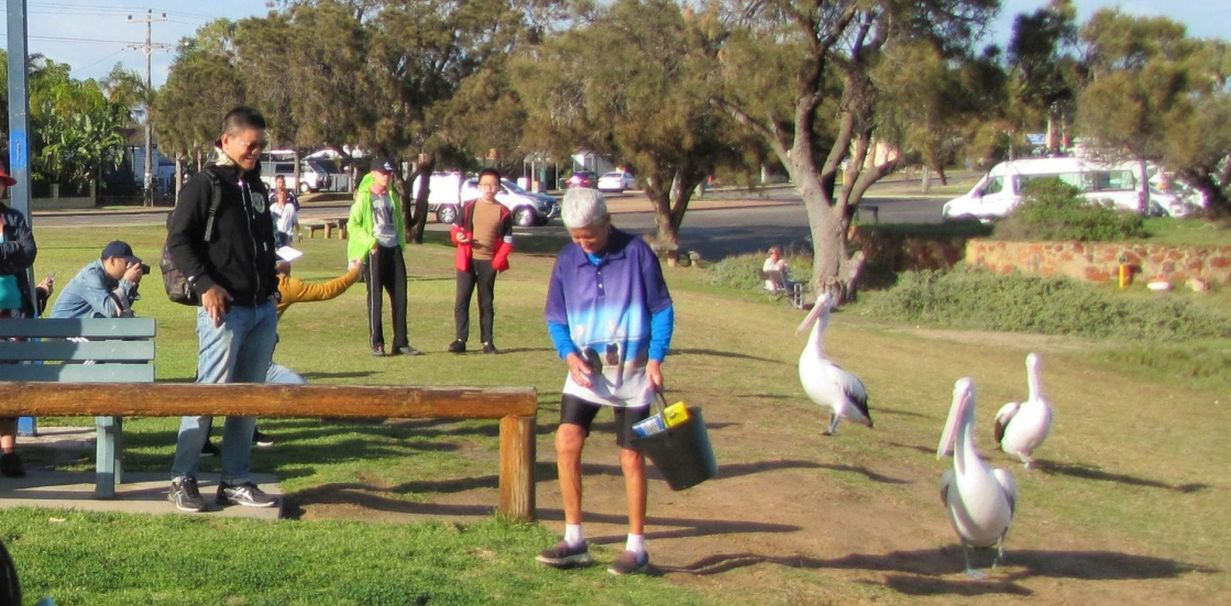 Dall''Australia (WA):  la colazione dei Pellicani