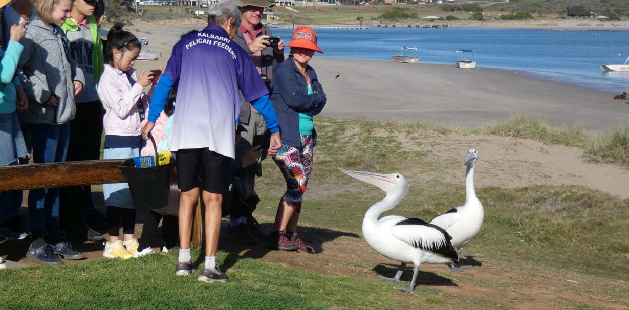 Dall''Australia (WA):  la colazione dei Pellicani