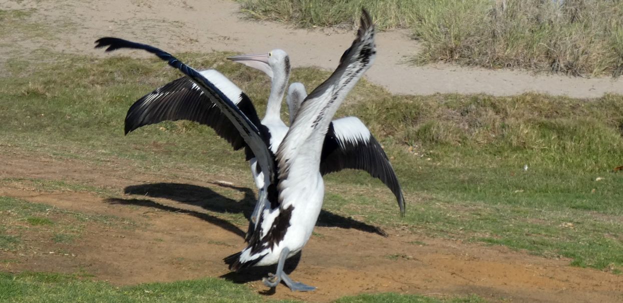 Dall''Australia (WA):  la colazione dei Pellicani