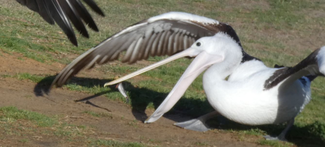 Dall''Australia (WA):  la colazione dei Pellicani