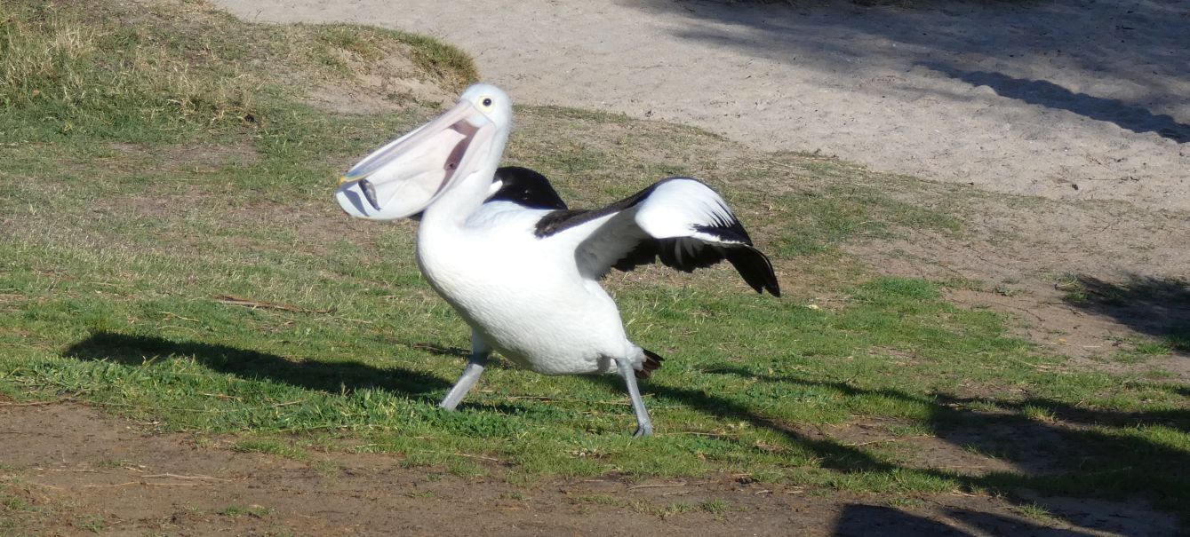 Dall''Australia (WA):  la colazione dei Pellicani