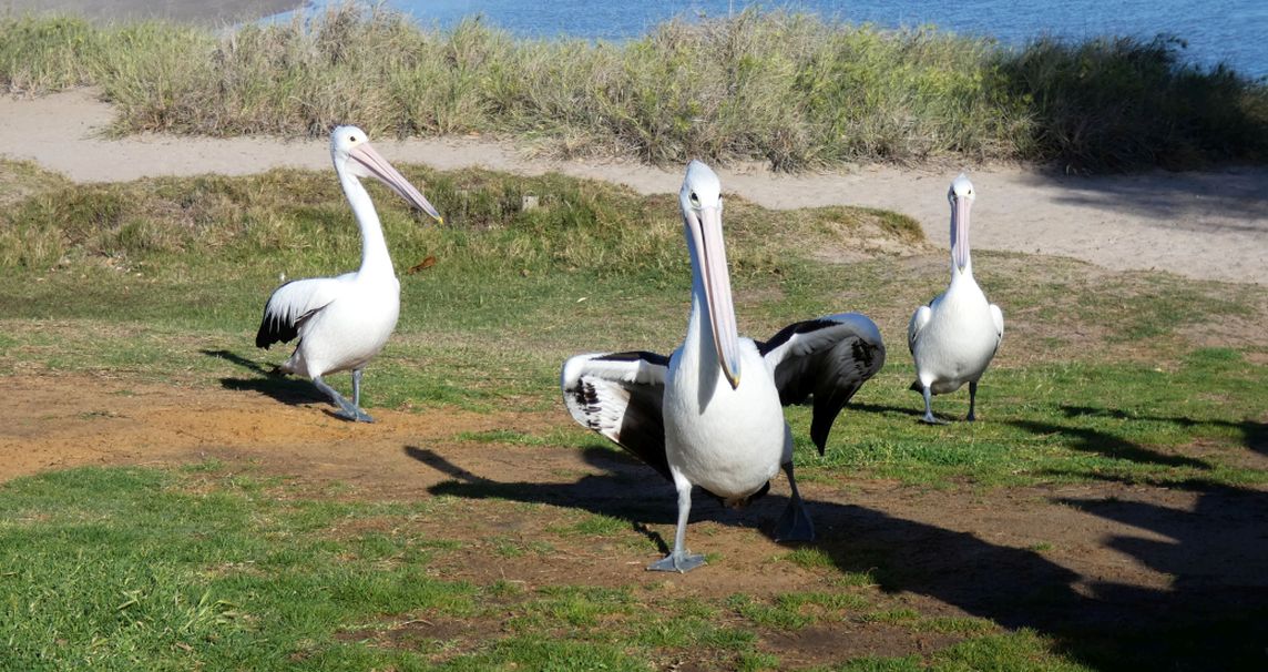 Dall''Australia (WA):  la colazione dei Pellicani