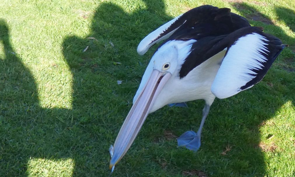 Dall''Australia (WA):  la colazione dei Pellicani