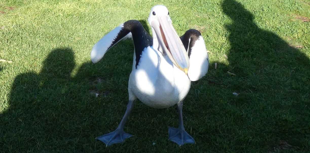 Dall''Australia (WA):  la colazione dei Pellicani