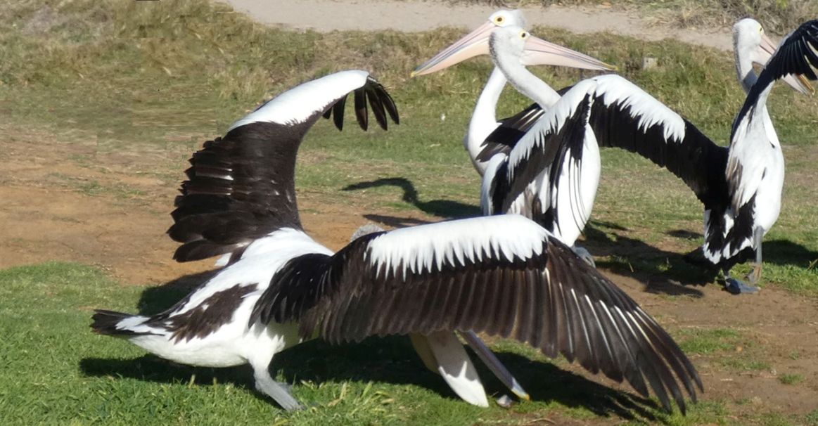 Dall''Australia (WA):  la colazione dei Pellicani