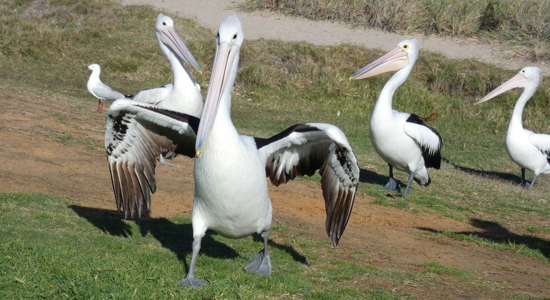 Dall''Australia (WA):  la colazione dei Pellicani