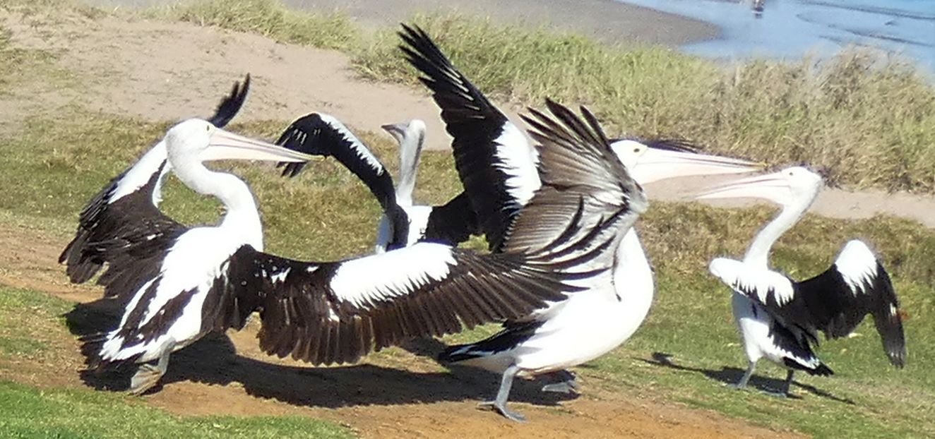 Dall''Australia (WA):  la colazione dei Pellicani