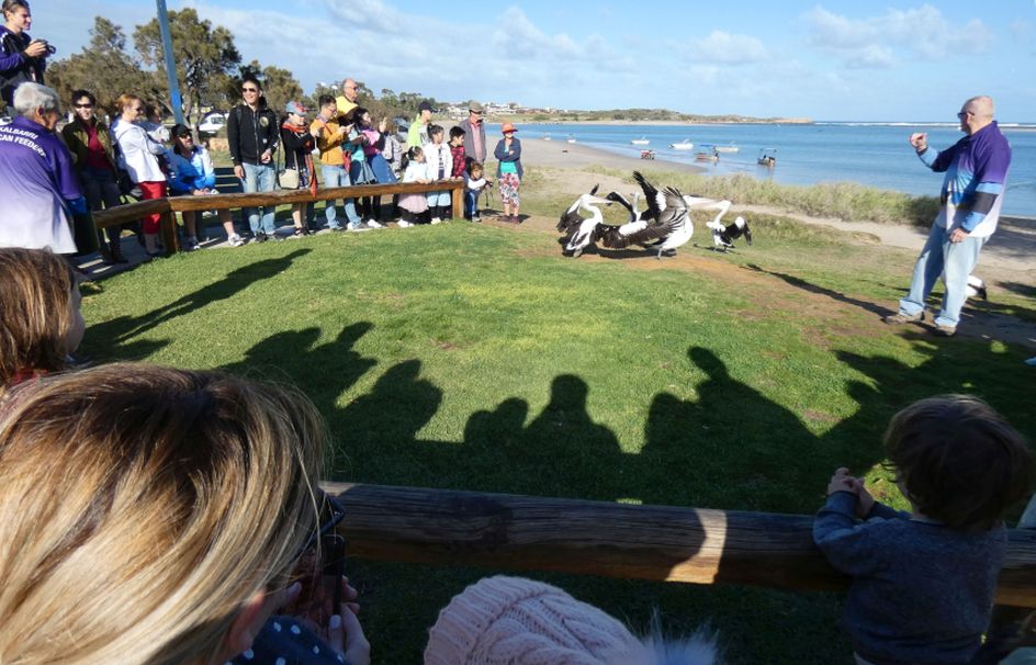 Dall''Australia (WA):  la colazione dei Pellicani