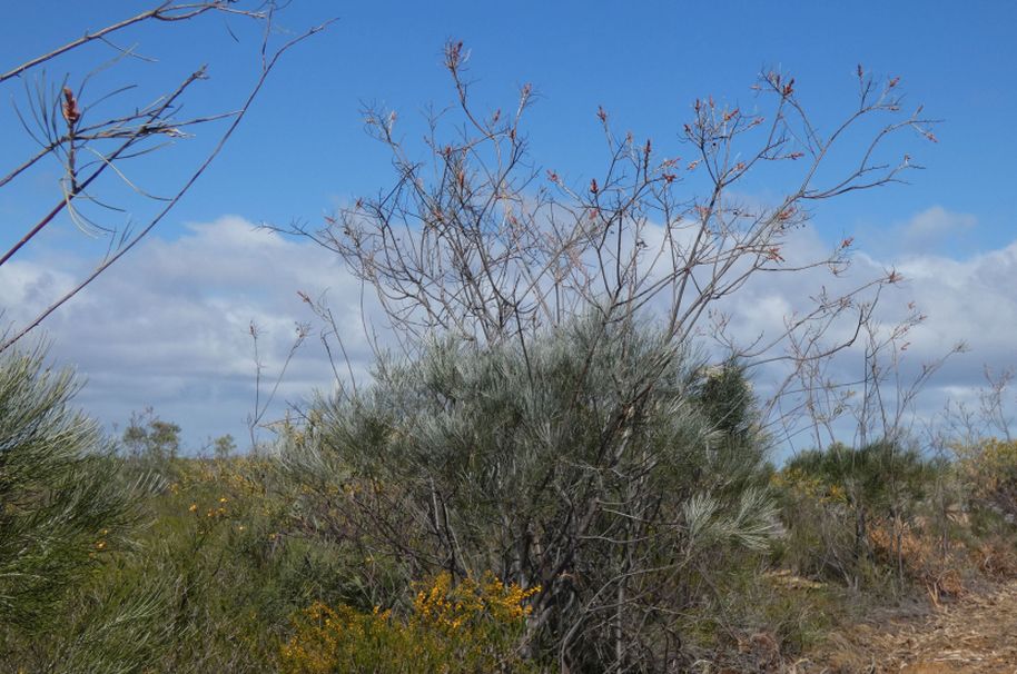 Dall''Australia (WA): alberi sopravvissuti ad un incendio