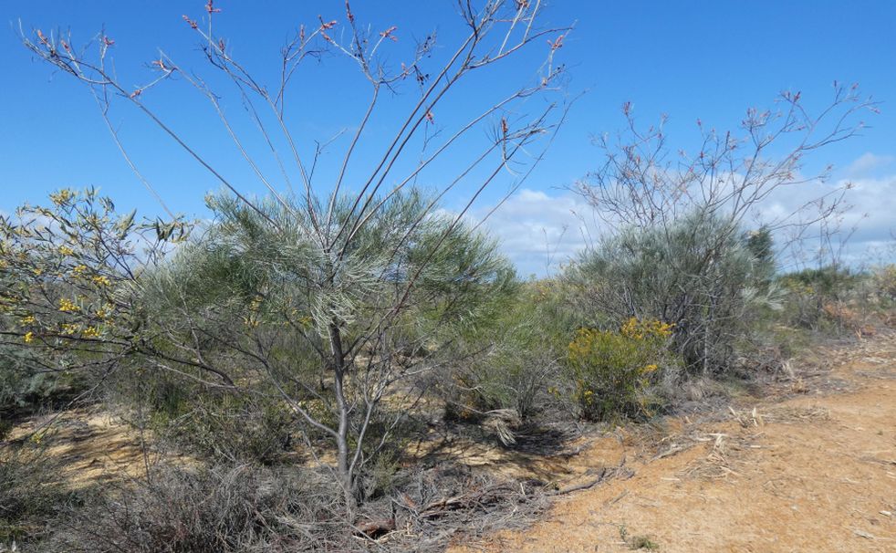 Dall''Australia (WA): alberi sopravvissuti ad un incendio