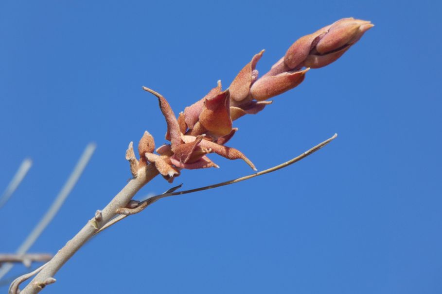 Dall''Australia (WA): alberi sopravvissuti ad un incendio